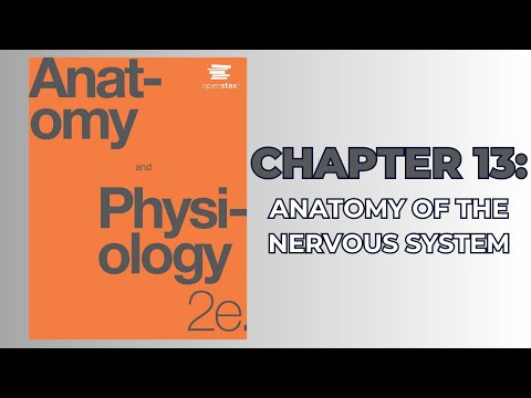 OpenStax Anatomy and Physiology 2e (Audiobook) - Chapter 13: Anatomy of the Nervous System