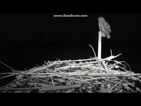 Not One But Two Owls at the Charlo Osprey Nest December 8 2017