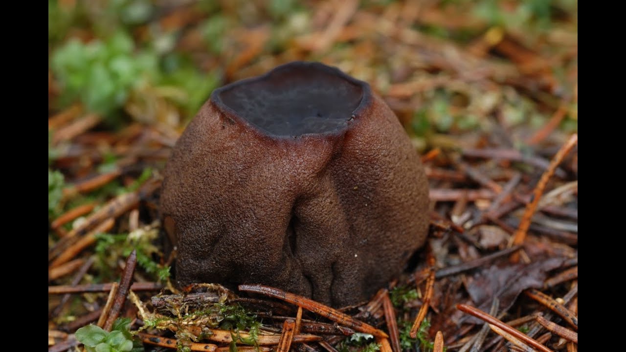 Для новичков: саркосома шаровидная. Молодильный гриб. Михаил Вишневский