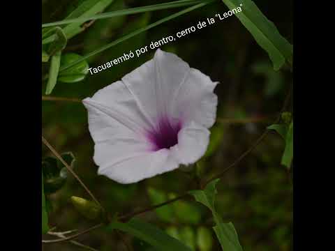 Tacuarembó por dentro, cerro de la "Leona" Tacuarembó Uruguay