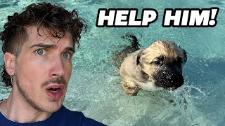 Rescuing Puppy From Drowning!