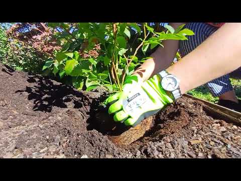 Výsadba kanadských borůvek