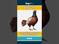 pheasant - a type of bird with a long ... video thumbnail