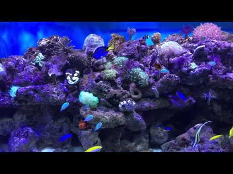 Marine setup by Murtuza Poonawala