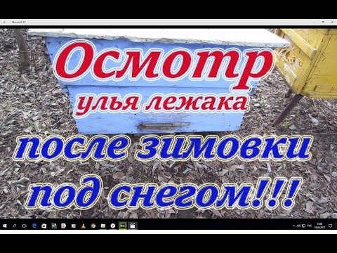 Осмотр улья лежака и весенние плановые работы после зимовки под снегом в сугробе. Beekeeping.