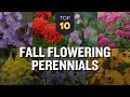 TOP 10 Fall Flowering Perennials Blooming Autumn Garden