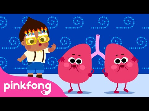 Pulmões | Inspira e expira! | Canções do Corpo Humano | Pinkfong Canções para Crianças