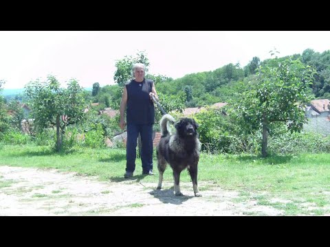 The Most Impressive Sarplaninac You’ll See Today – Bux FCI 4302!