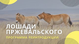 Программа реинтродукции лошади Пржевальского в заповеднике «Оренбургский»