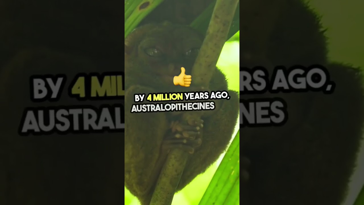 From Primates to Modern Humans: Evolution Uncovered #facts #research #humanevolution #humanbiology