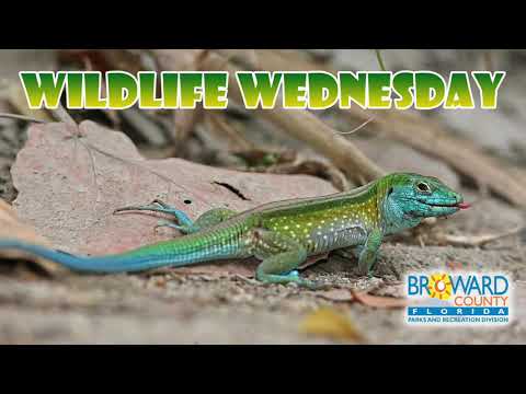 Ameiva Ameiva Lizard | Wildlife Wednesday | Broward County Parks