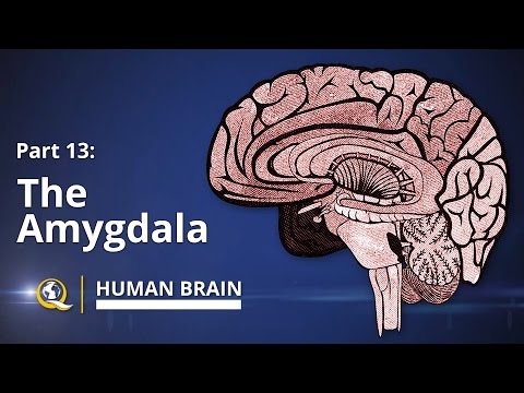 Amygdala - Human Brain Series - Part 13