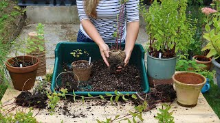 How to Divide Mint into Free Plants