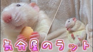 ラットさんのよく動画に出てくる子達のかる～い紹介とチビ達のラッコ食いの練習(ゆっくり実況音声あり)