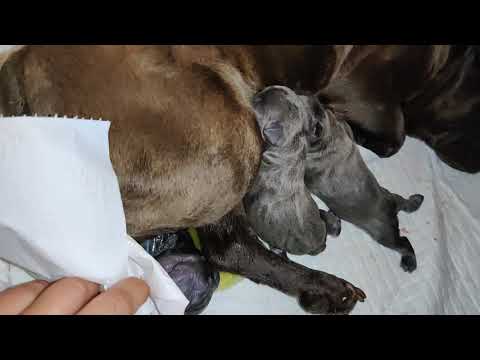 parto natural bulldog francés