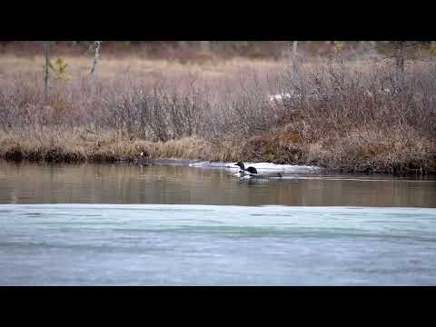 Loons in the Heart of the Canadian Rockies.