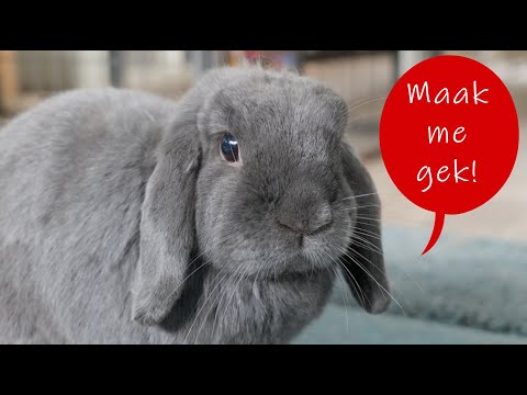 , title : 'Hier zijn konijnen GEK OP! Maak je konijn blij met deze ideeën en tips'