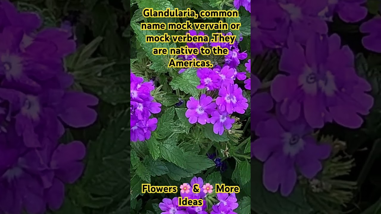 Glandularia, common name mock vervain or mock verbena. They are native to the Americas.