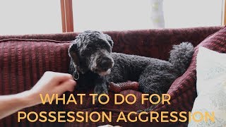 Dog Possession Aggression: What To Do