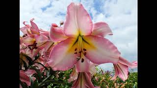 lily care in summer - including control of red lily beetle and slugs