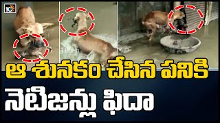 ఆ శునకం చేసిన పనికి నెటిజన్లు ఫిదా: Dog Rescues Puppy From Floodwater in Karnataka