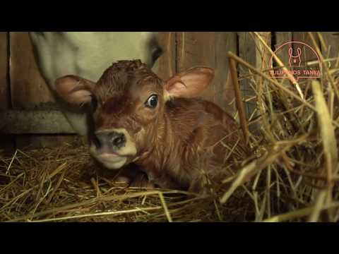 A giardiasis a legjobb gyógyszer