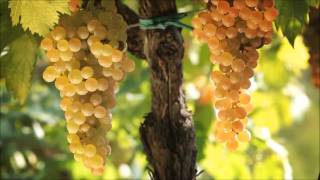 preview picture of video 'Soave, armonia di storia e di vino.'