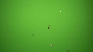 Download lagu Green-screen scene with closer and fallen celebration confetti mp3 Download lagu Green-screen scene with closer and fallen celebration confetti mp3