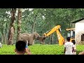 Mother Elephant Fights With JCB To Save Baby