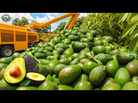 How American Farmers Harvest 260 Million Pounds Of Avocado | Agriculture Technology