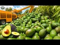 How American Farmers Harvest 260 Million Pounds Of Avocado Agriculture Technology