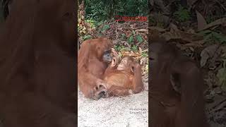 Download lagu Induk Orangutan Hamil Tapi tetap sayang #wildlife #animalrescue #shorts #orangutan #animals mp3 Download lagu Induk Orangutan Hamil Tapi tetap sayang #wildlife #animalrescue #shorts #orangutan #animals mp3