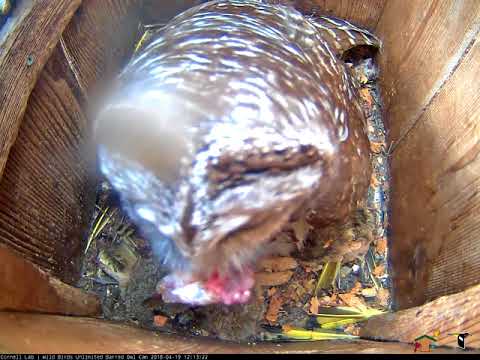 Fish Delivered To Barred Owl Nest Box – April 19, 2018