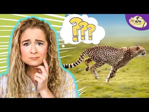 Why Does the Cheetah Run So Fast?! Y Tho?