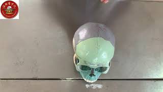 Bones of Skull #Cranial Bones #Calvaria #Facial bones