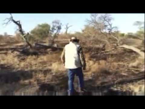 AM Safari Drive - Tsalala Pride of Lions - July 16, 2011