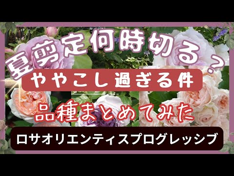バラの茂みを水中で切る：1か月で結果を保証するステップバイステップガイド！  庭園