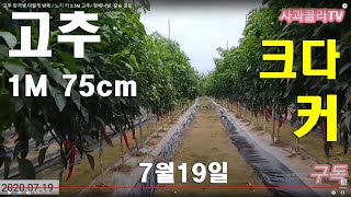 [고추재배]2.5M/잘 큰다 잘 커 /탄저병 확실히 잡는법