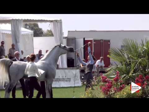 N.81 SHARAHM - Chantilly 2015 AWC - Stallions 7 years old and above (Class 10)