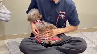 トイプードルの動画03