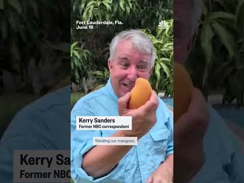 Monkey in South Florida steals mangoes off people's trees