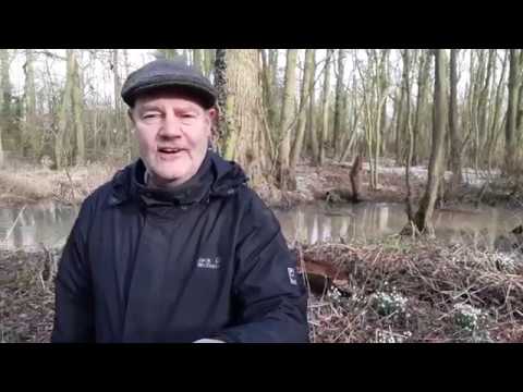 Yorkshire Lad TV - All emotional with a carpet of snowdrops