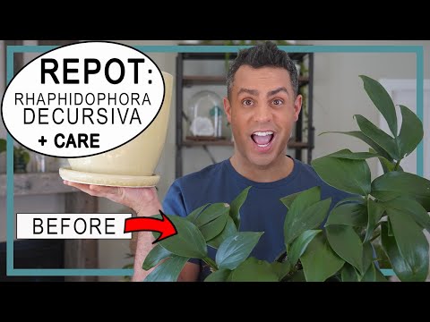 YouTube video about: How to care for dragon tail plant?