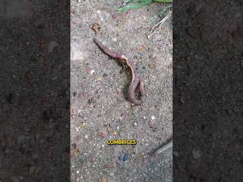 ¿Por Qué Debes Matar Este Gusano en Cuanto Lo Veas?