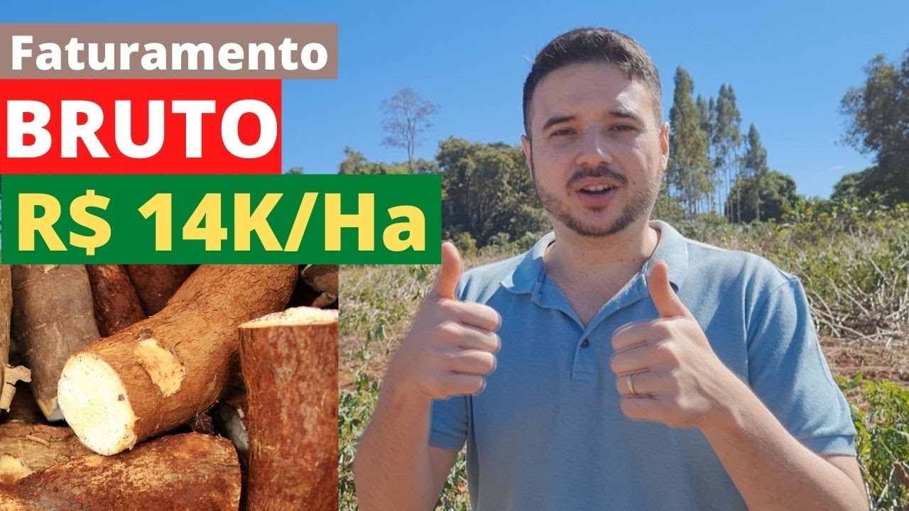 Como é uma colheita de mandioca? E quanto dá pra faturar?