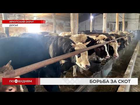 Жители Котов и Бутырки добились повышения компенсации за уничтожение скота