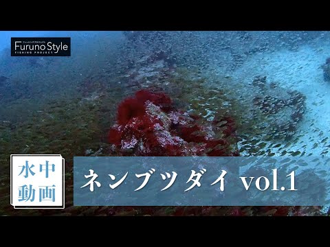 ネンブツダイ vol.1