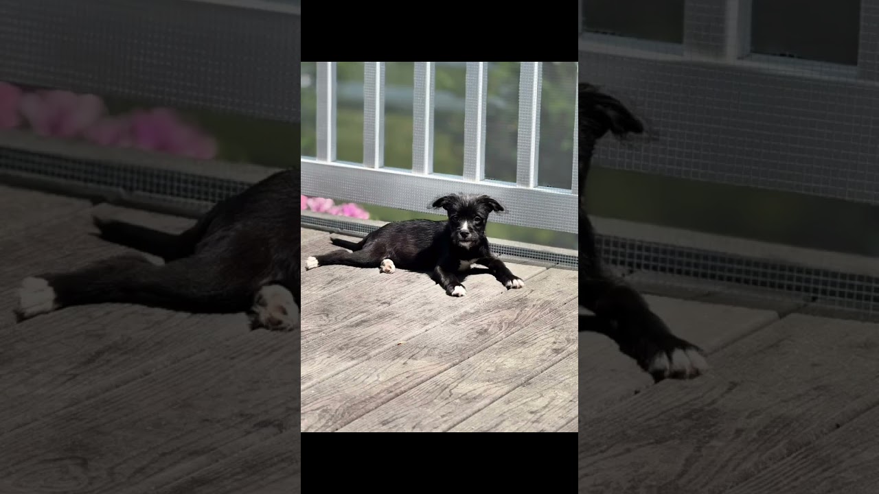 Enlarge Isla, a Adoptable mixed breed in Millsboro, DE video 6/6