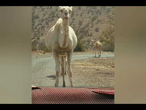 تبعمرانت تجسد الواقع..