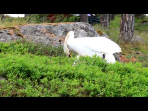 Unsuccessful Swan Mating On a Dry Ground